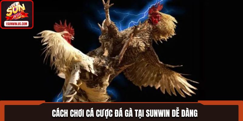 Cách chơi cá cược Đá gà tại SUNWIN cực dễ dàng