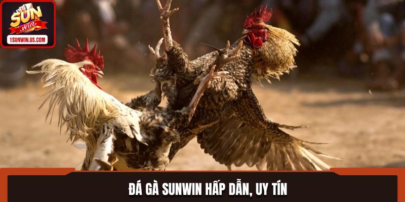 Đá gà SUNWIN là sảnh chơi uy tín, hấp dẫn