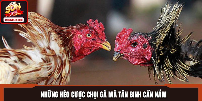 Các kèo chọi gà mà hội viên cần nắm