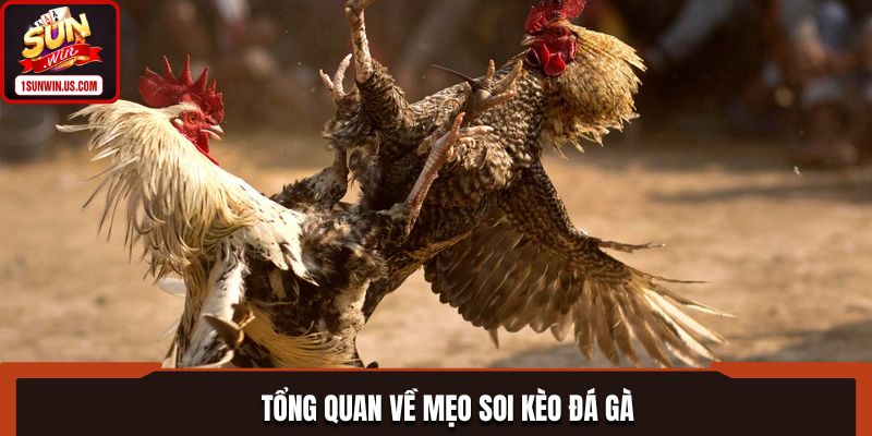 Những thông tin cơ bản mẹo soi kèo đá gà